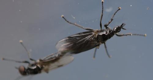 Dilophus febrilis